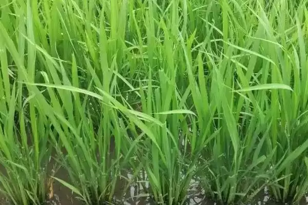图片[2]-延粳39水稻品种特性，每亩有效穗多少？-会东网