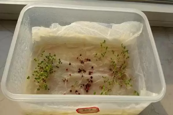 图片[2]-夏天种菠菜咋处理种子，凉水浸泡有何用？-会东网