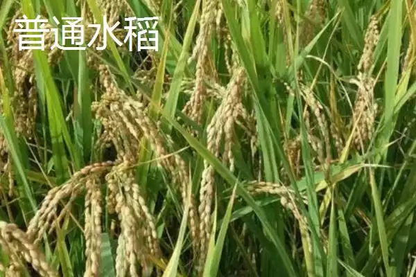 图片[3]-杂交水稻和普通水稻外稃等有何不同？-会东网