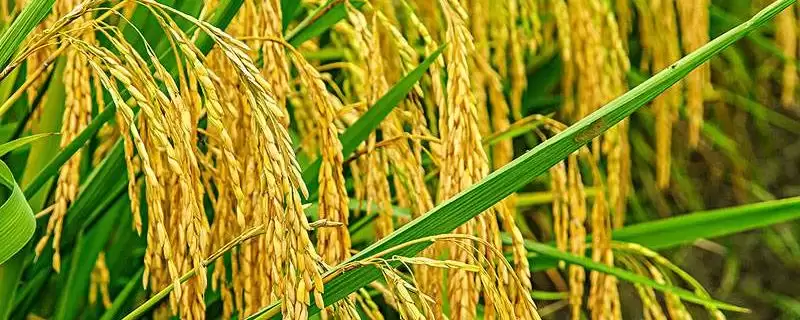 泰丰优208水稻品种的特性(泰丰优208秧田播量每亩10-15公斤)-会东网