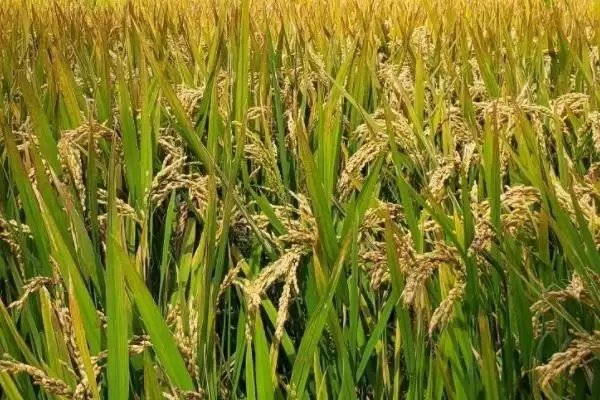 图片[4]-益9A水稻种子特点，父本亩播种量为何是它？-会东网