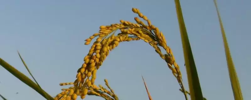 香粳5水稻品种情况，全生育期多少天？-会东网