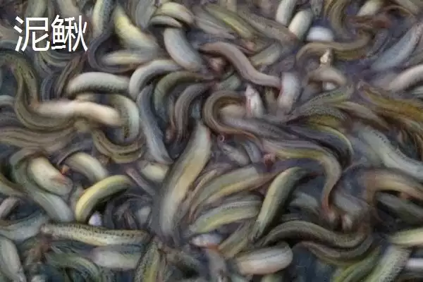 图片[4]-中华花鳅的价格受何影响，当地市场售价多少？-会东网