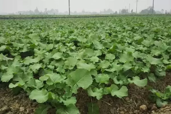 图片[7]-油菜移植栽培方法怎样坚持因地制宜呢？-会东网