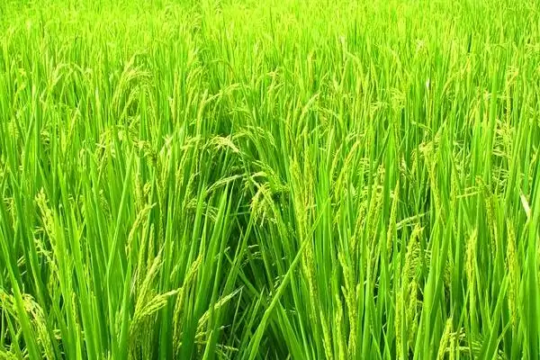 图片[4]-龙粳43咋防病虫害？防潜叶蝇和负泥虫，守护水稻-会东网