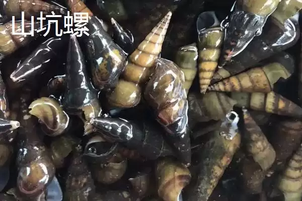 图片[3]-山坑螺的产地(山坑螺产地主要在南方地区的小溪里)-会东网