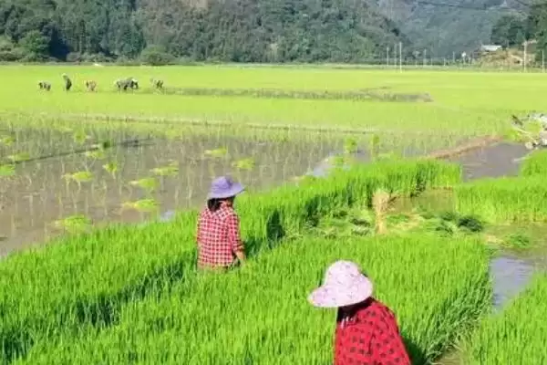 图片[3]-什么是种植水稻的第一步(种植水稻的第一步是整地施肥操作)-会东网