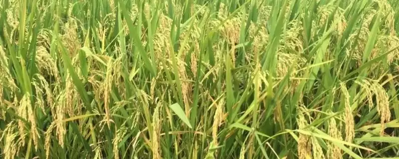 韵两优丝苗水稻种子每亩秧田播8～10千克？-会东网