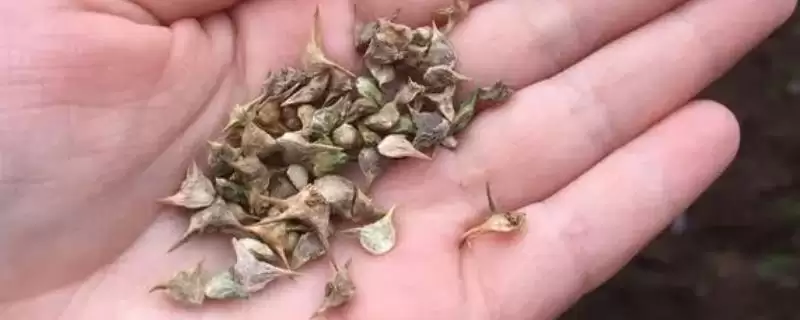 夏天种菠菜咋处理种子,剥切果皮何作用?-会东网