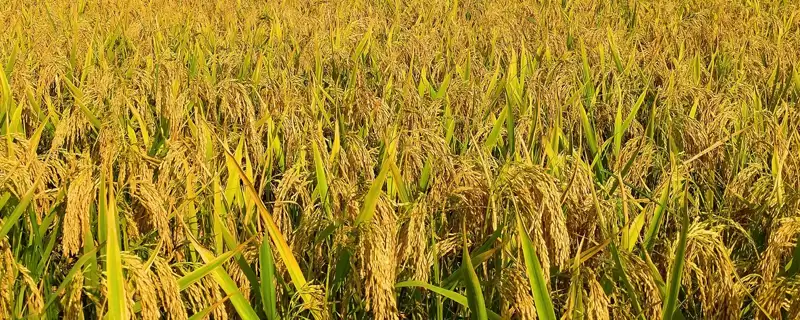 津粳优2018有效穗数多少？17.7万，预估水稻产量-会东网