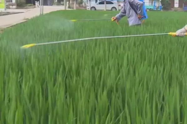 图片[7]-水稻对肥料的需求特点(水稻需控施氮肥、重视施用磷钾肥)-会东网