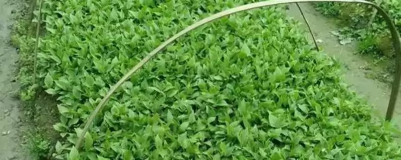辛夷怎么繁殖,播种扦插何区别?-会东网