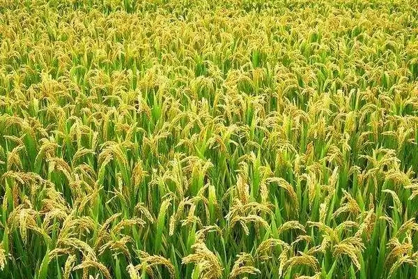 图片[2]-彦两优黄莉占水稻种情况，5月下旬播原因？-会东网