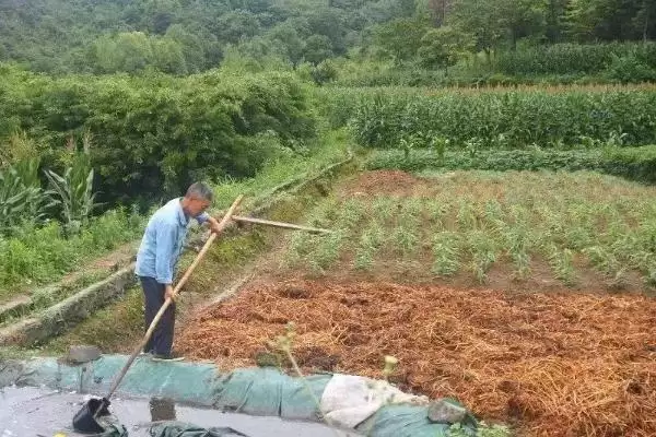 图片[6]-生姜怎么种(种植生姜日常过程中要注意控制温度)-会东网