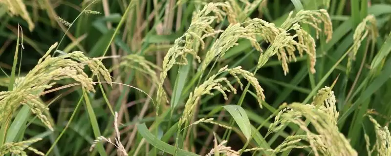 新泰优1002水稻种子特点,晚造全生育期几天?-会东网