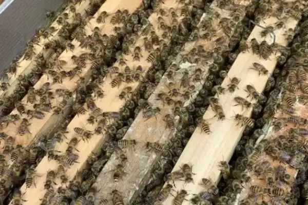 图片[4]-养殖中蜂如何防盗蜂，发展强群何作用？-会东网