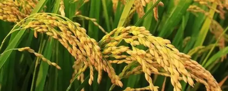 热科182水稻种子特点(热科182水稻全生育期112至128天)-会东网