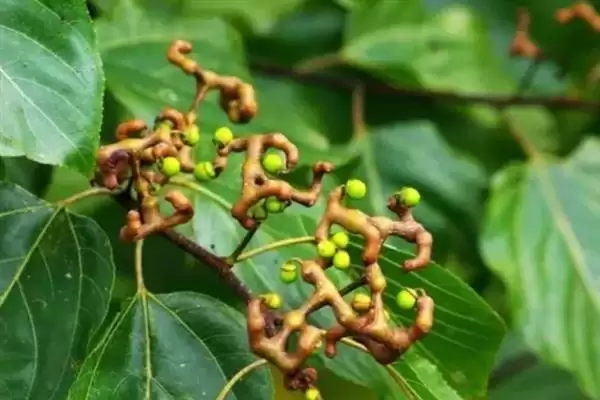 图片[4]-种植拐枣如何管理，抑制主梢疯长原因？-会东网