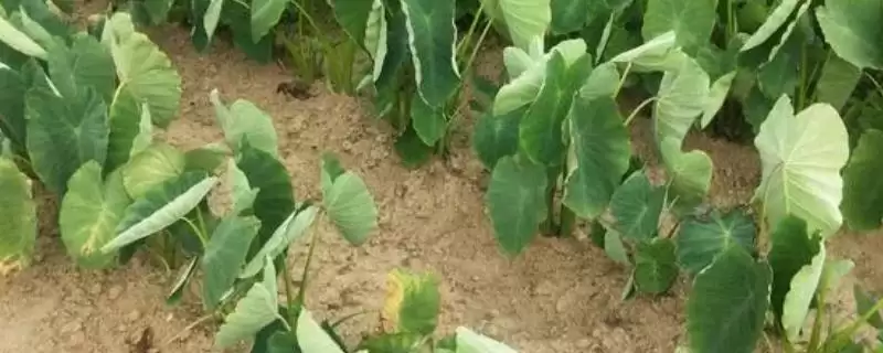 香芋栽培要点,栽种前施基肥作用?-会东网