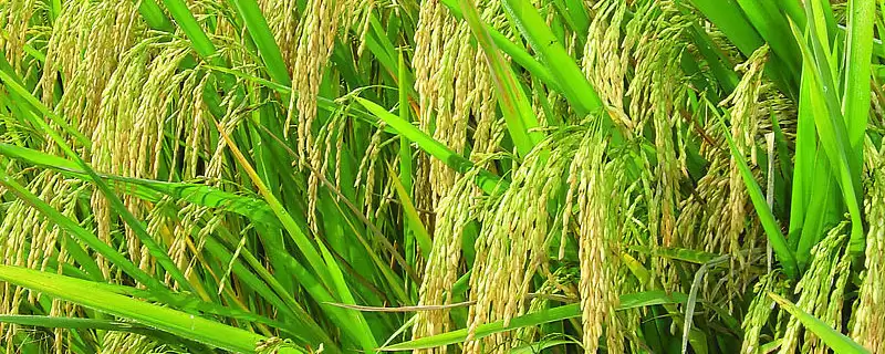新丰6号水稻品种情况,中上等肥力要求?-会东网
