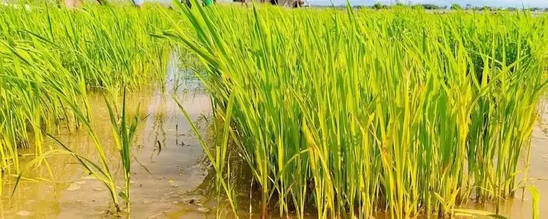 为什么海水稻难大面积种,淡水灌溉难在哪?-会东网