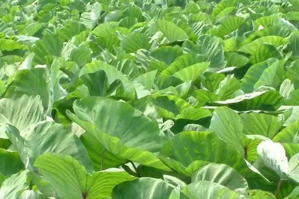 图片[5]-香芋栽培要点，栽种前施基肥作用？-会东网
