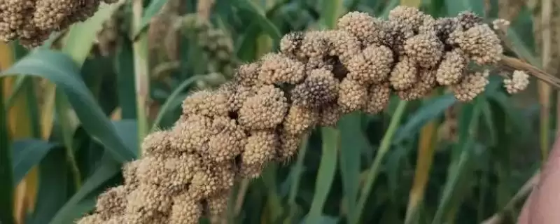 谷瘟病怎样积极推广抗病良种来防治？-会东网