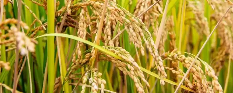 桐Ａ水稻品种特性，泰宁4至5月播原因？-会东网