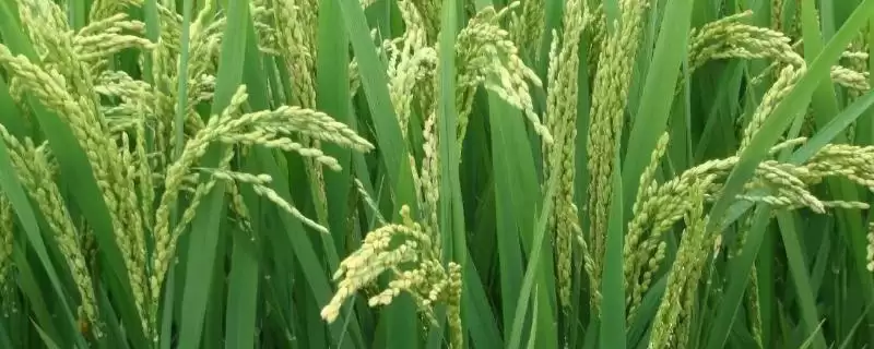 穗香优9168水稻品种的特性(穗香优9168早稻全生育期117.9天)-会东网