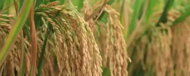 盛禾9水稻种子特点(盛禾9水稻品种主茎叶片数为12片)-会东网