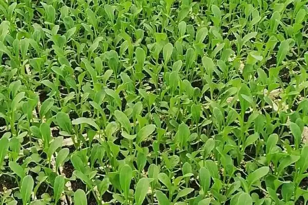 图片[4]-种植菜心如何育苗，撒种后覆土有何用？-会东网