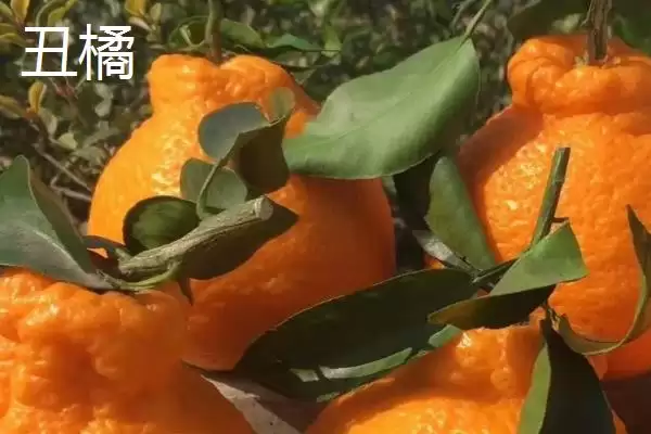 图片[5]-狮头柑和丑橘的区别(狮头柑和丑橘在品种、别称、外观不同)-会东网
