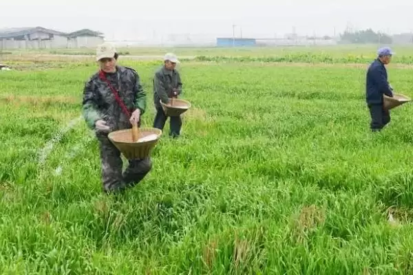 图片[9]-使用氮肥要注意什么(使用氮肥不能和碱性、有机肥一起使用)-会东网