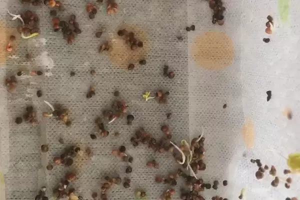图片[3]-夏天种菠菜咋处理种子，凉水浸泡有何用？-会东网