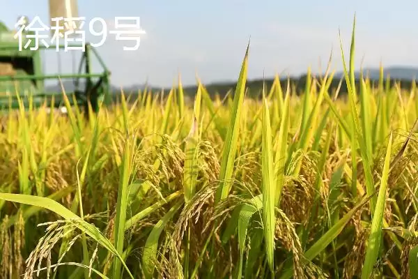 图片[6]-适合江苏种植的高产水稻品种(适合江苏种植的高产水稻品种有7种)-会东网