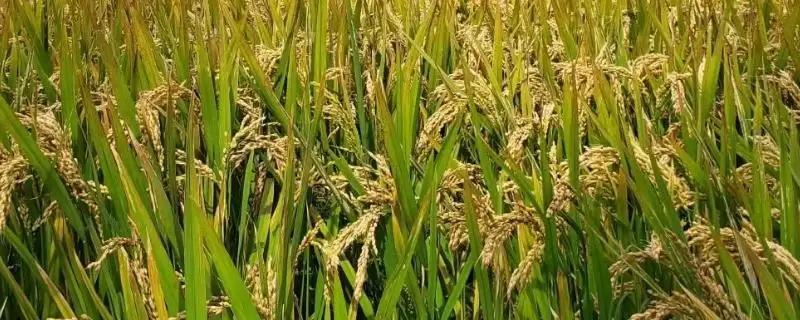 悦香优289水稻种子全生育期134.4天吗?-会东网