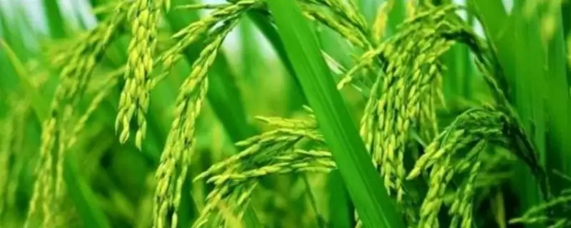 特优7678水稻种简介(特优7678水稻每亩有效穗数17.8万)-会东网