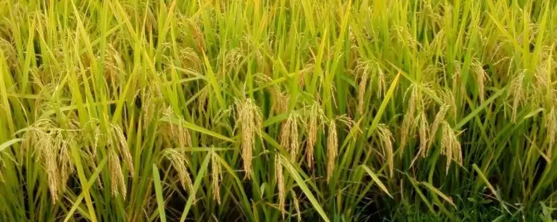 又香优贡丝香水稻品种属多穗小粒型品种？-会东网