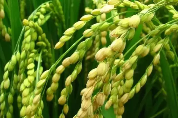图片[2]-宜优115水稻种子特点，每亩有效穗多少？-会东网