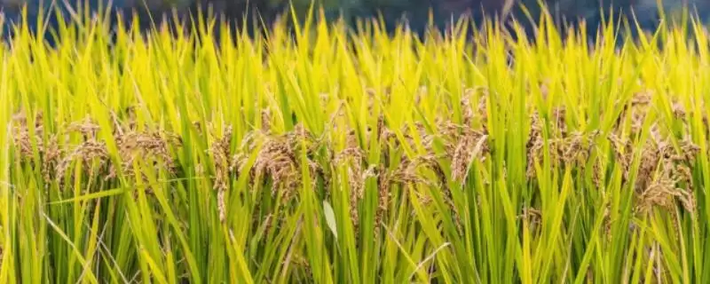 中优9918水稻品种特性，每亩基本苗多少？-会东网