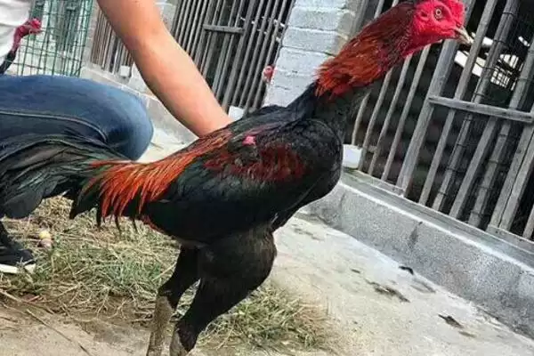 图片[2]-智利斗鸡养殖为何一定要做好防疫工作？-会东网