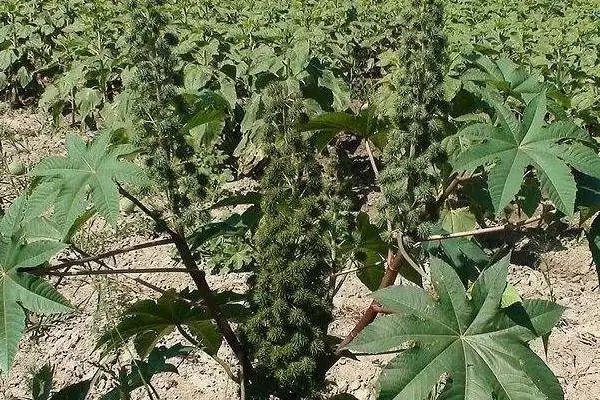 图片[2]-种植蓖麻的要点，出苗到开花中耕几次？-会东网