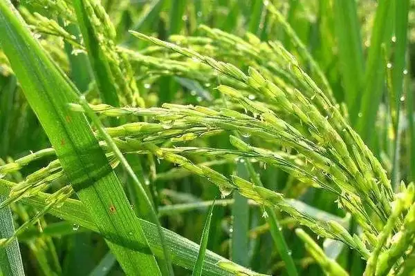 图片[3]-中研优519水稻种子特点，弱感光有何表现？-会东网
