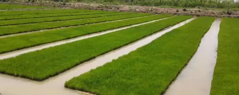 智两优5478水稻品种每亩有效穗数14.3万？-会东网