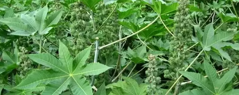 种植蓖麻的要点,出苗到开花中耕几次?-会东网