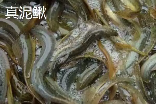图片[4]-优质泥鳅品种中真泥鳅是最为常见的吗？-会东网