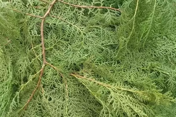 图片[5]-植物自制农药的常用方法有哪6种呢？-会东网