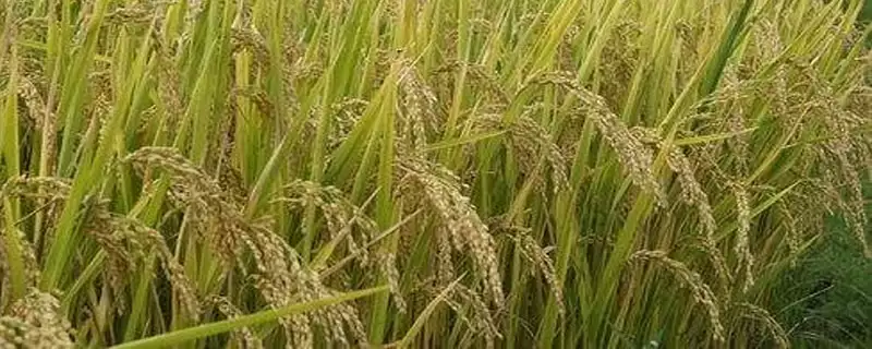 武优6号水稻品种特性,清明节播原因?-会东网