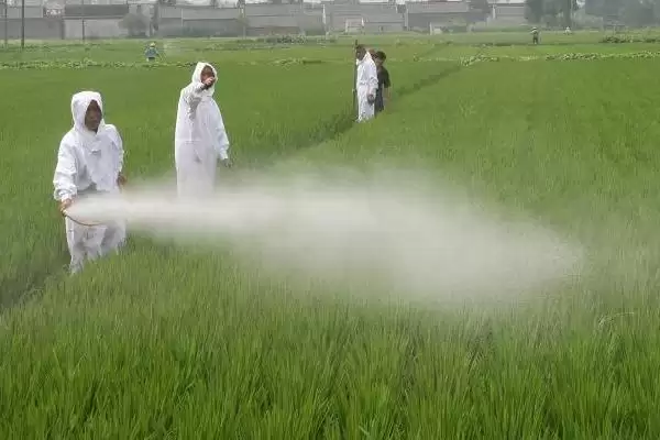 图片[2]-杀虫双的作用方式及使用注意事项(杀虫双有触杀、胃毒作用及注意事项)-会东网