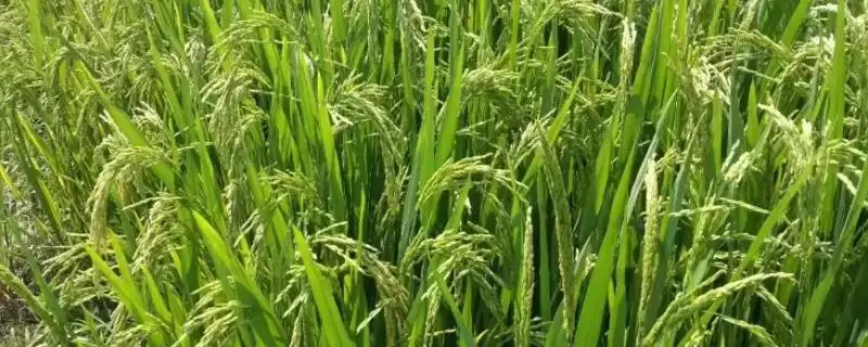 武香粳6622水稻种子情况，大田纯氮用量？-会东网